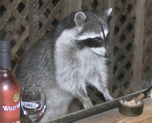 Create meme: evil raccoon a gargle, raccoon gargle