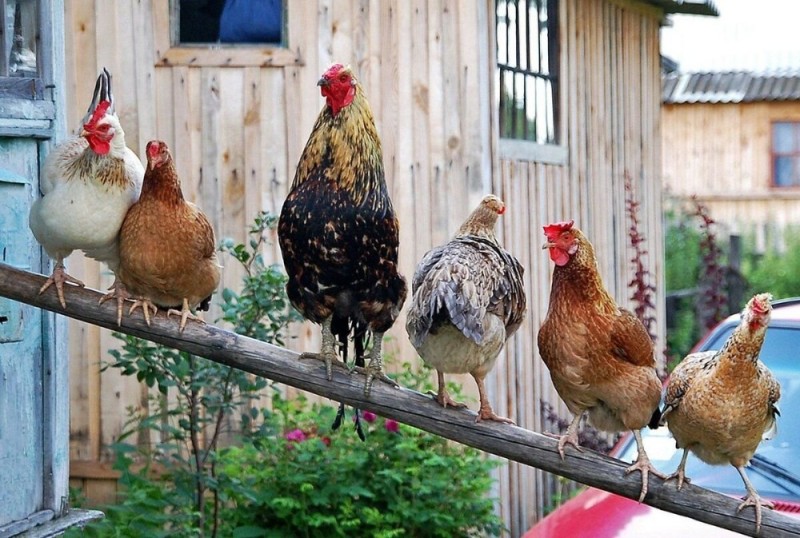 Создать мем: деревенские животные, куры на ферме, курицы в курятнике