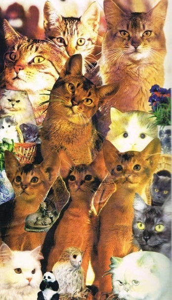 Create meme: cat , collage of cats, collages by Egor Letov
