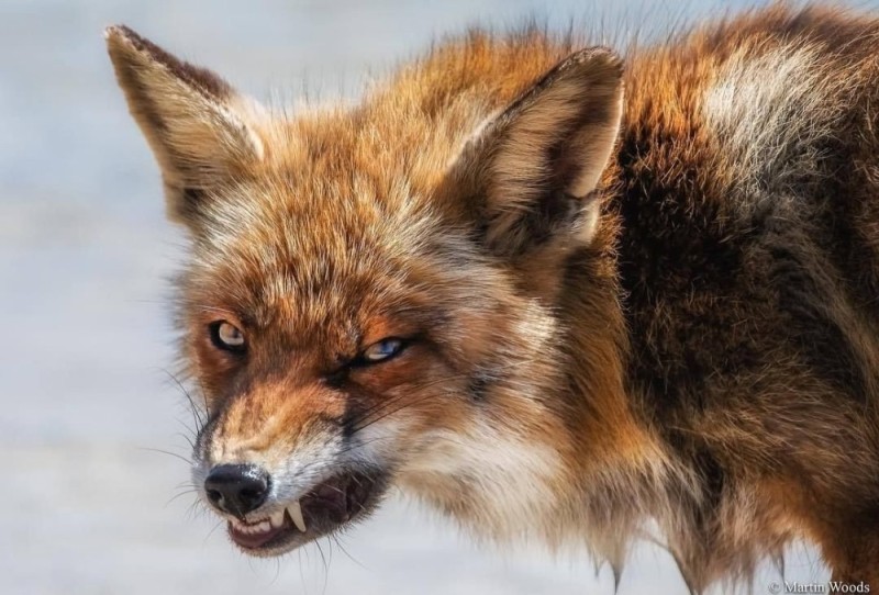 Создать мем: angry fox, злая лиса, оскал лисы