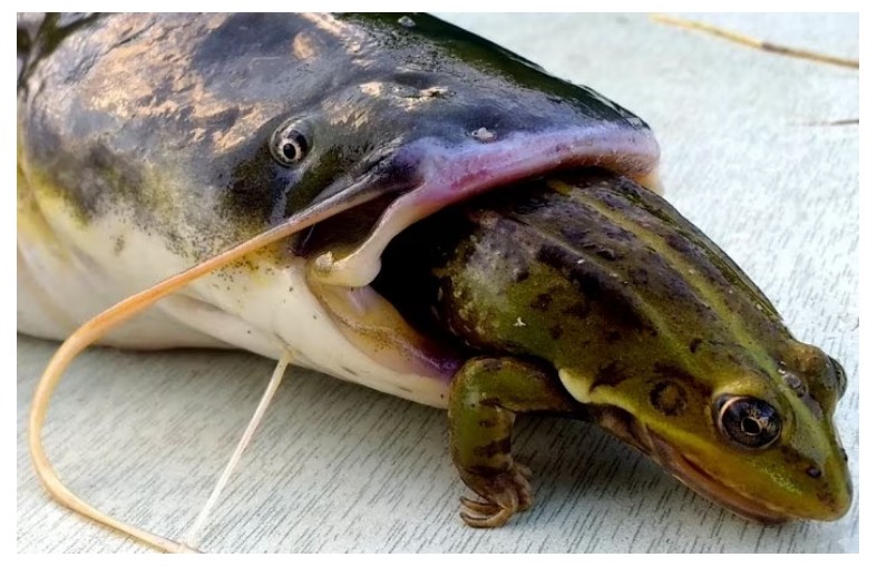 Create meme: fish catfish bites, fishing for catfish on Kwok, fish catfish