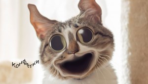 Создать мем: смешной кот превью, смешные кошки, смешные коты