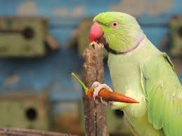 Создать мем: индийский кольчатый попугай, ожереловый попугай зеленый, ожереловый попугай крамера