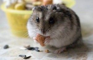 Create meme: hamsters drugarice, Djungarian hamster, pictures Djungarian hamsters