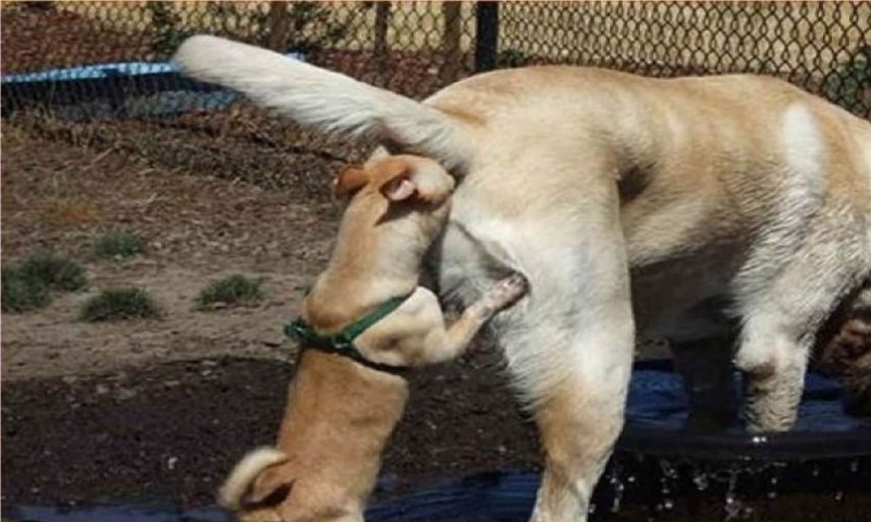 Create meme: dogs sniff under the tail, A dog sniffs another dog