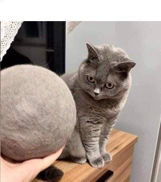 Создать мем: серый кот, кошка серая, британская кошка короткошерстная серая