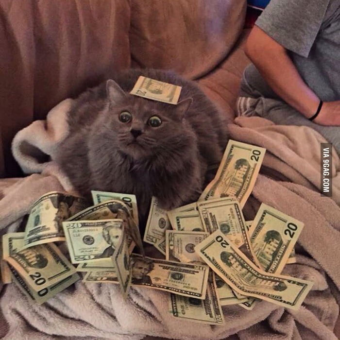 Create meme: cat money, cat with money, money and funny cats