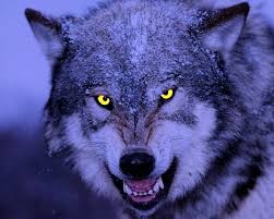 Create meme: wolf , arlan the wolf, the full-face wolf growls