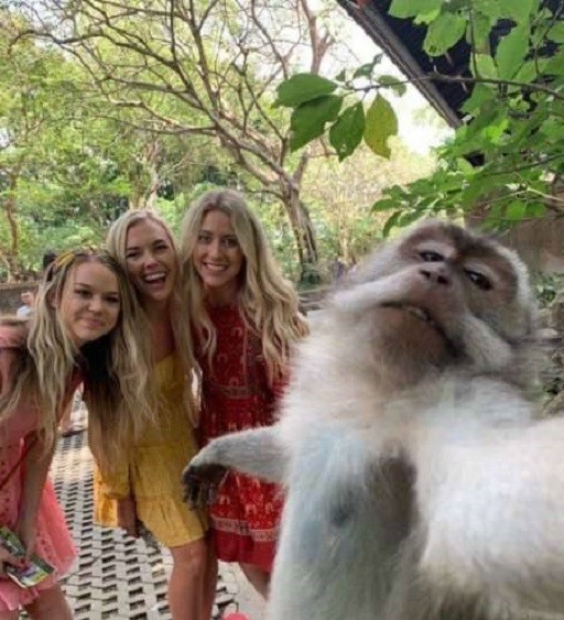 Create meme: girl , selfie monkey