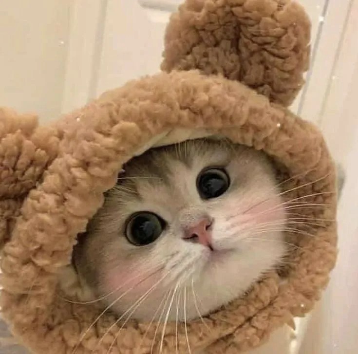 Create meme: cute cat , nyashnye seals , cute cats funny
