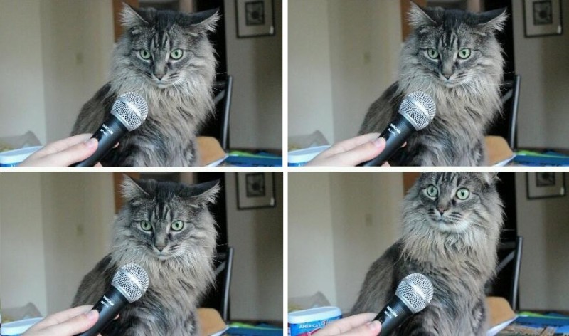 Создать мем: мем удивленный кот, мемы с котом с микрофоном, мем кот с микрофоном