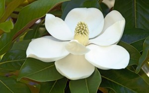 Create meme: magnolia, flowers, white flower