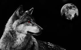 Создать мем: волк воет на луну, волк темный, волк черно белый