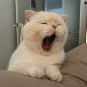 Create meme: yawning cat