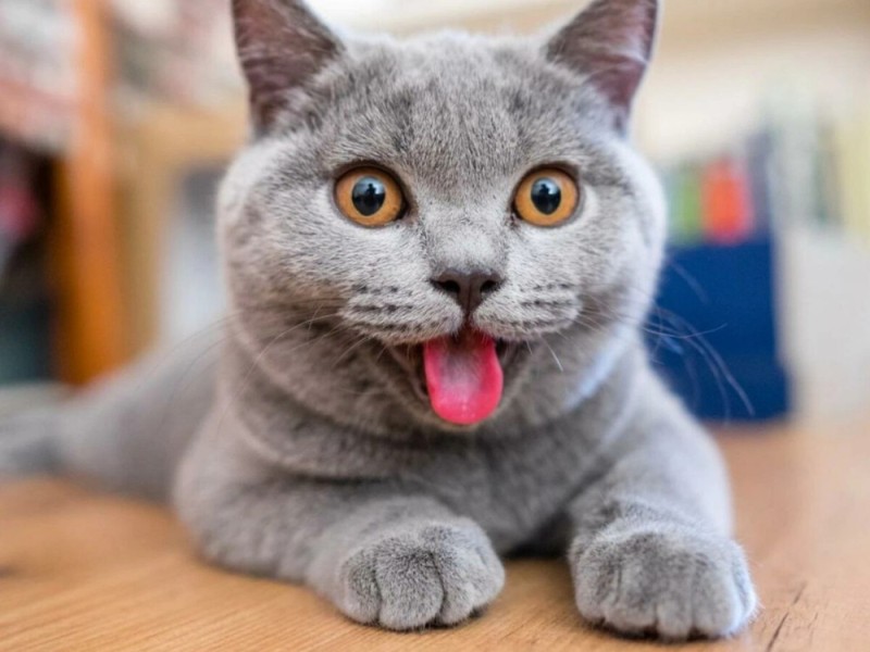 Create meme: cat , British shorthair cat, cat 