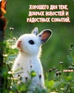 Create meme: cute bunnies, cute animal, Animal