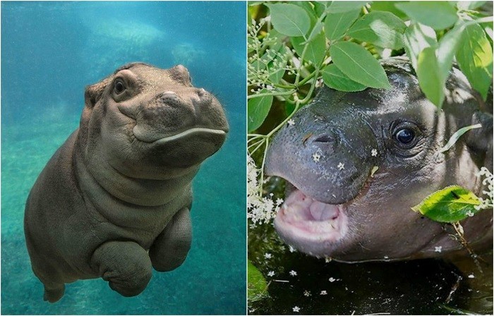 Create meme "Hippo , common Hippo, Hippo.