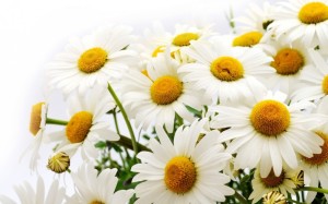 Create meme: daisies are beautiful, bouquet of field daisies, big daisies