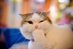 Create meme: happy cat pictures, cat emotions, cat