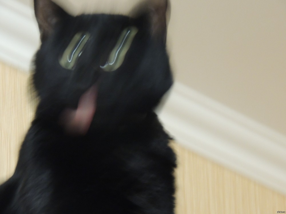 Create meme: black cat, The cat is a black meme, cat 