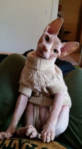 Create meme: don Sphynx in clothes, Sphynx, Sphinx cat in a suit