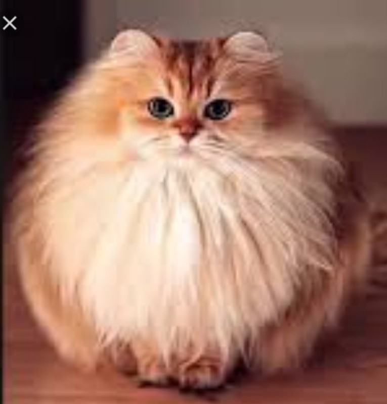 Create meme: fluffy cat breed, Persian cat , long-haired breeds of cats