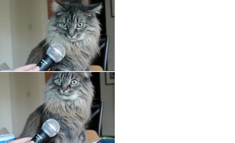 Создать мем: кошка с микрофоном, кот, мем кот с микрофоном