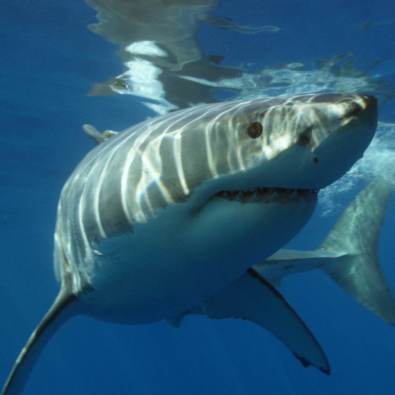 Create meme: white shark, man-eating shark, carcharodon, great white shark , tiger shark