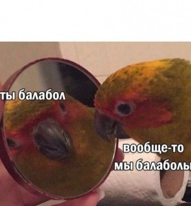 Создать мем: мемы с попугаями про пивас, по пивку попугай, попугай