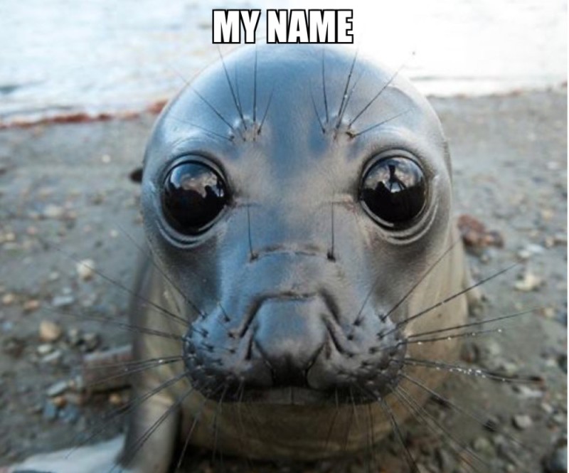 Create meme: the little seal , common seal, seal seal