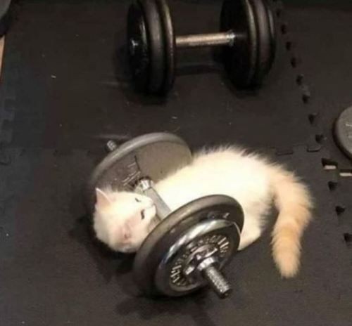 Create meme: dumbbells for the cat, The cat with dumbbells, cat 