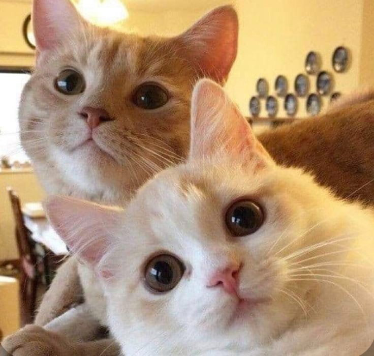 Создать мем: котик с розовыми щечками, фотографии милых котиков, котики