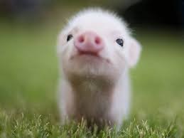 Создать мем: мини пиг, карликовая свинка, маленькая свинка
