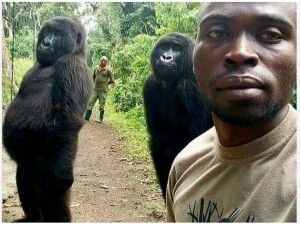 Создать мем: горилла ндакаси, две гориллы, горилла селфи