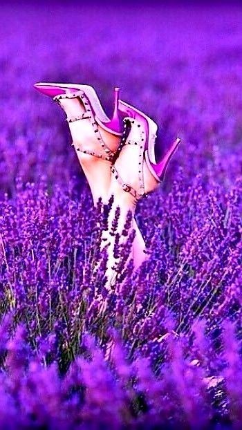 Create meme: lavender flowers, lavender field, purple lavender