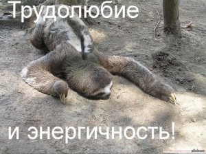 Создать мем: мемы, sloth, двупалый ленивец