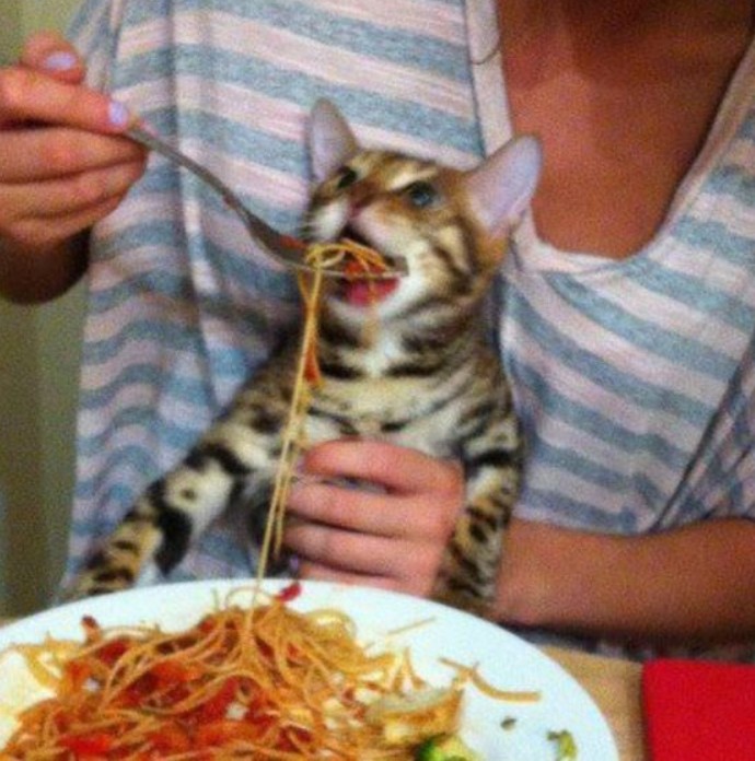 Create meme: Bengal cat, cat fed with a spoon, meme cat fed pasta