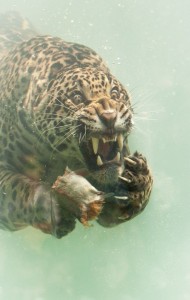 Create meme: animals, underwater Jaguar, animal