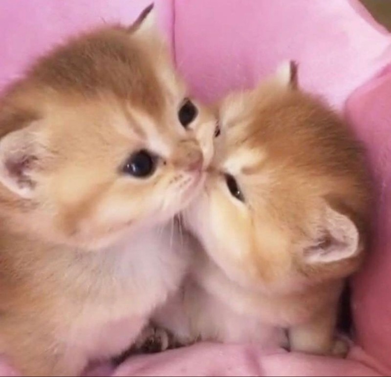 Create meme: cute kittens , cute cats , seals kiss