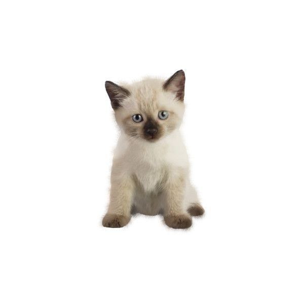 Создать мем: тайский сиамский кот, сиамская кошечка, сиамский котенок маленький