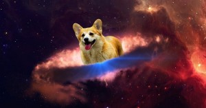 Create meme: Corgi, Welsh Corgi dog, Corgi dog