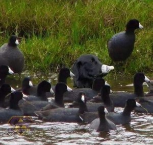 Создать мем: черная водоплавающая птица, водоплавающие птицы, лысуха фото птицы весной