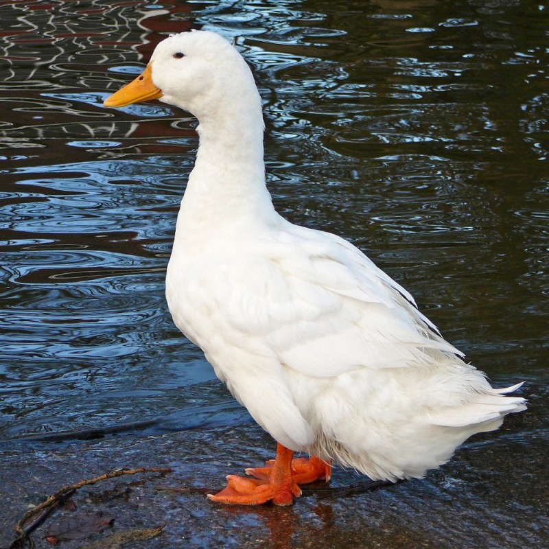 Create meme: white mallard duck, duck duck, duck is a favorite