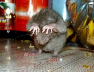 Create meme: rat demotivator, rat, funny pictures humor photo mouse rat