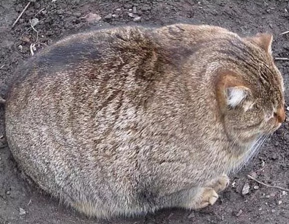 Create meme: the fattest cats in the world, fat cats , the fattest cats