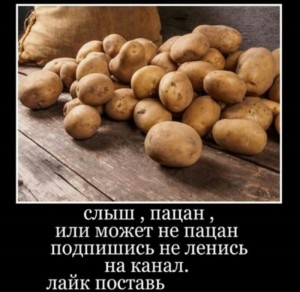 Создать мем: картошка картошка, картофель свежий, картофель крупный