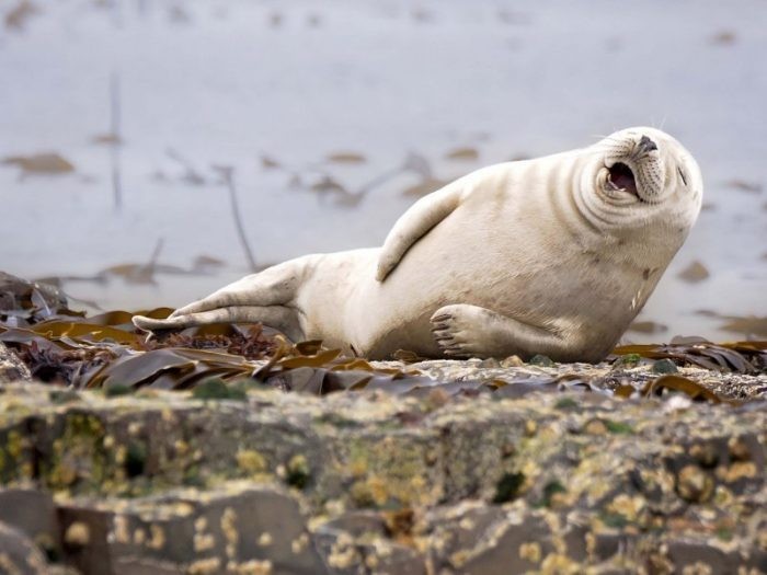 Create meme: fatty seal, Navy seal , happy seal