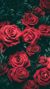 Создать мем: цветы красные розы, розы фон, розы на телефон