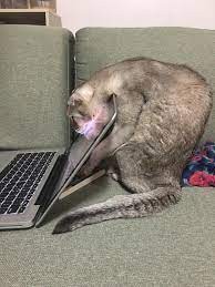 Create meme: cat funny, the cat at the computer, cat