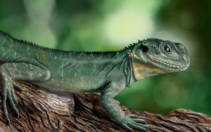 Create meme: green iguana, lizard